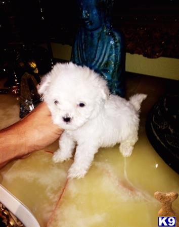 maltipoo puppy posted by NEW PUPPIES